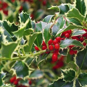 Ilex aquifolium 'Argenteomarginata'