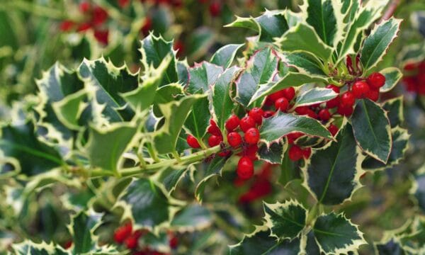 Ilex aquifolium 'Argenteomarginata'