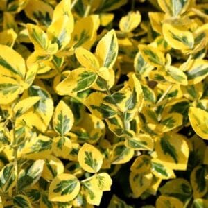 Euonymus japonicus 'Elegantissimus Aureus'