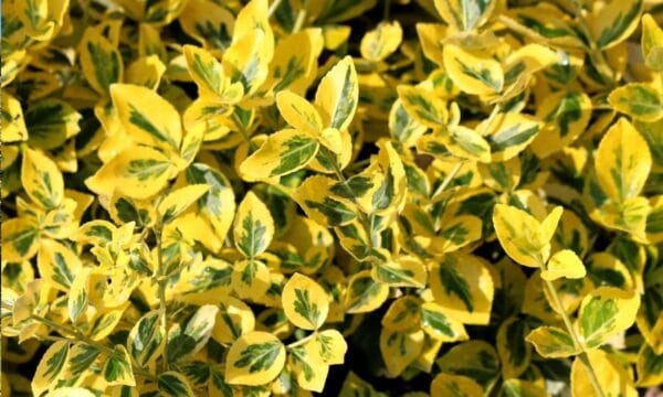 Euonymus japonicus 'Elegantissimus Aureus'