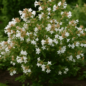 Abelia x grandiflora