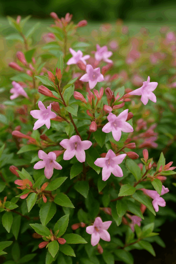 Abelia 'Edward Goucher'