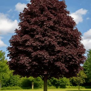Acer platanoides 'Crimson King'