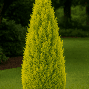Thuya orientalis 'Pyramidalis Aurea'