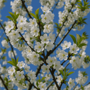 Prunus avium (merisier à fleurs)