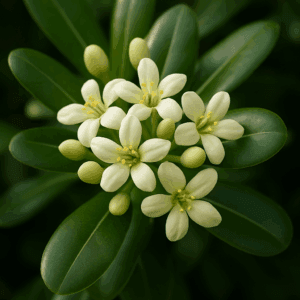 Pittosporum tobira