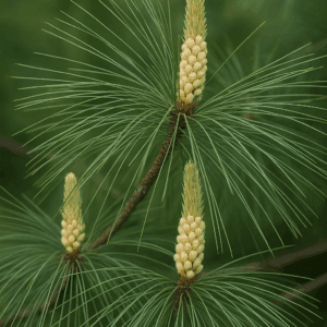 Pinus excelsa (griffithii) (wallichiana)
