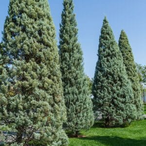 Cupressus arizonica 'Fastigiata'