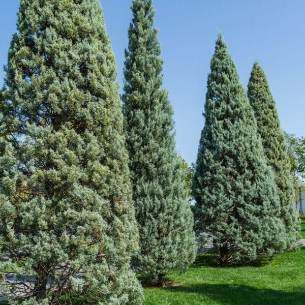 Cupressus arizonica 'Fastigiata'