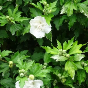 Hibiscus syriacus 'White Chiffon'