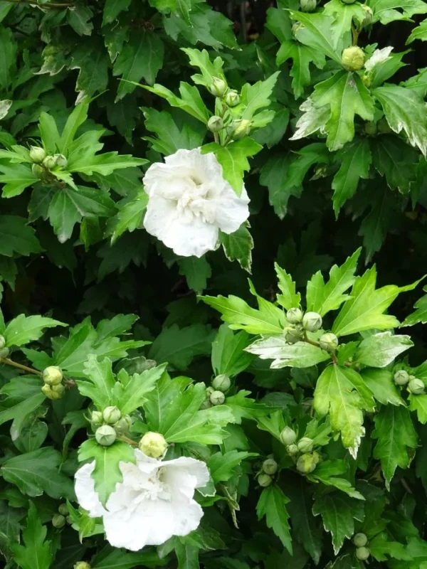 Hibiscus syriacus 'White Chiffon'