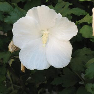 Hibiscus syriacus 'Diana'