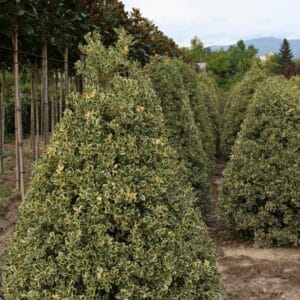 Ilex aquifolium 'Argenteomarginata' cone