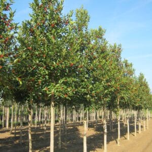 Ilex aquifolium haute tige