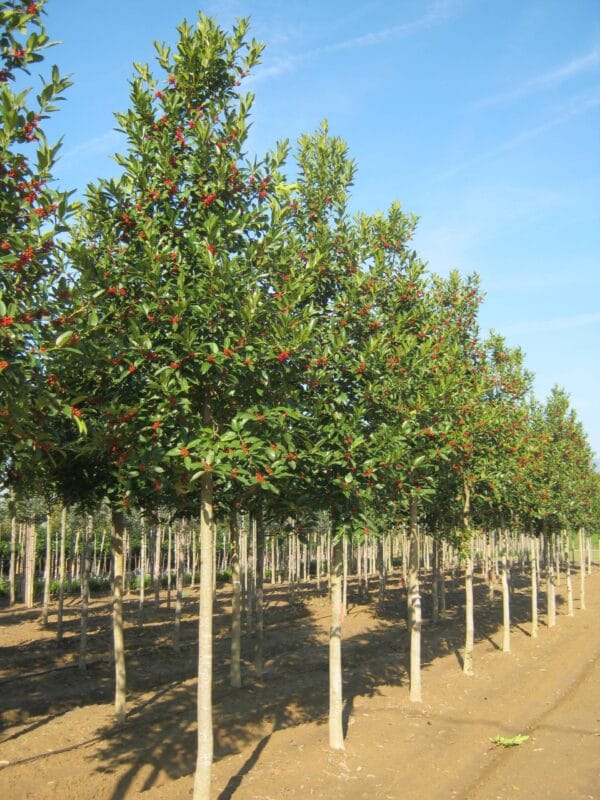 Ilex aquifolium haute tige