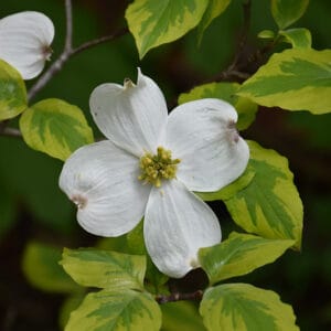 Cornus florida 'Rainbow'
