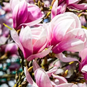 Magnolia x soulangeana 'Nigra' (à feuilles caduques)