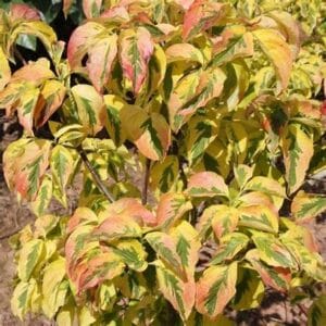 Cornus florida 'Red Sunset'