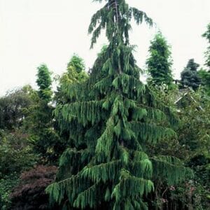 Chamaecyparis nootkaensis 'Pendula'