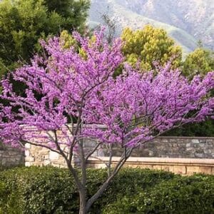 Cercis canadensis 'Forest Pansy'