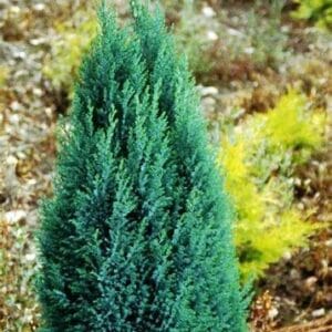 Chamaecyparis lawsoniana 'Ellwoodii'