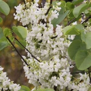 Cercis siliquastrum 'Alba' touffe