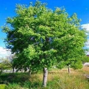 Celtis australis