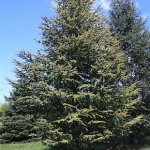 Cedrus atlantica