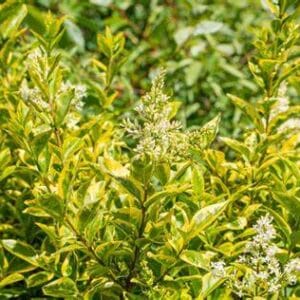 Ligustrum japonicum 'Excelsum Superbum'