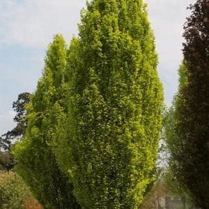 Fagus sylvatica (dowyck)