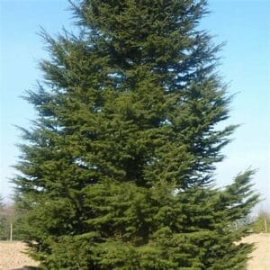 Cedrus libanii