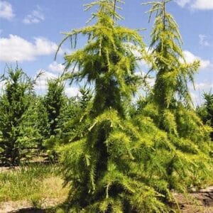 Cedrus deodara 'Golden Horizon'