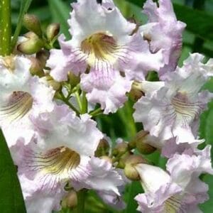 Chitalpa tashkentensis 'Pink Dawn'