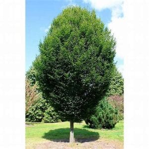 Carpinus betulus 'Fastigiata' haute tige