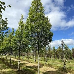 Carpinus betulus 'Fastigiata'