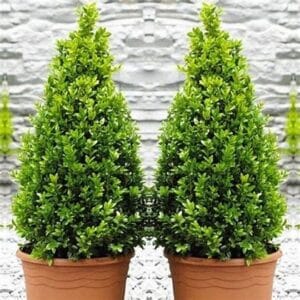 Buxus sempervirens 'Aureovariegata' (Elegantissima) Cone