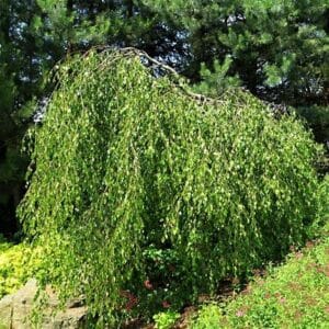 Betula verrucosa 'Youngii'
