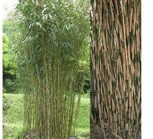 Bambusa metake (Pseudosasa japonica)