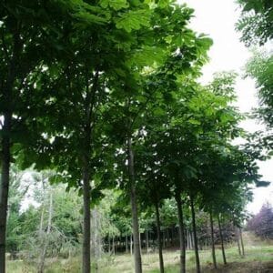 Aesculus hippocastanum 'Baumannii'