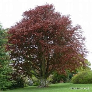 Fagus sylvatica 'Riversii' (Purpurea major)