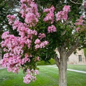 Lagerstroemia indica 'Superviolacea'