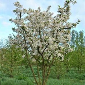 Malus 'Evereste'