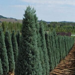 Cupressus arizonica 'Fastigiata' pom pon