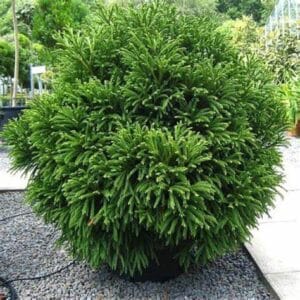 Cryptomeria japonica 'Globosa Nana' ½ tige