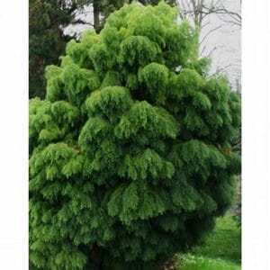 Cryptomeria japonica 'Elegans'