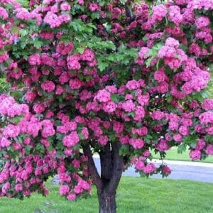 Crataegus laevigata 'Paul's Scarlet'