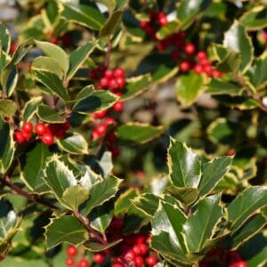 Ilex aquifolium 'Argenteomarginata' boule