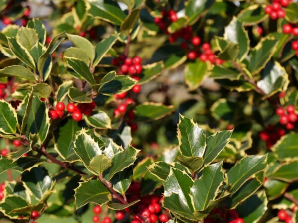 Ilex aquifolium 'Argenteomarginata' boule
