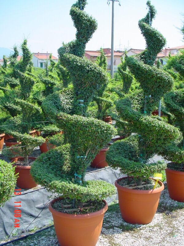 Ligustrum jonandrum (delavayanum) spirale