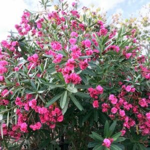 Nerium oleander